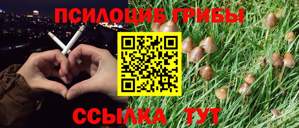 Тында  Псилоцибиновые грибы Psilocybine cubensis  Вход с VPN 